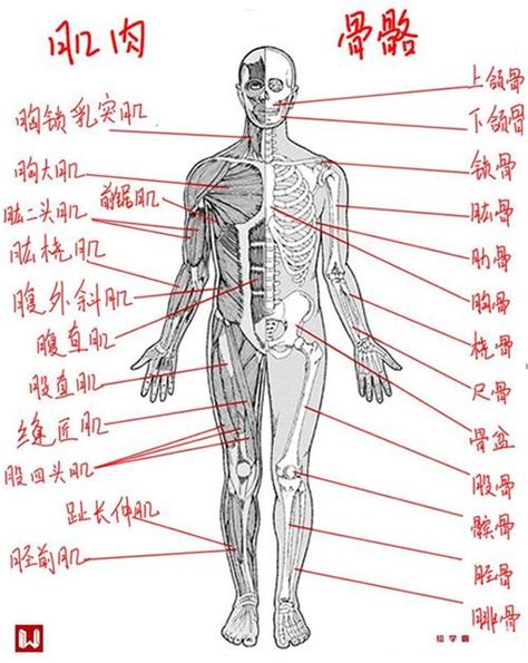 身体部位|人身体部位详细图解